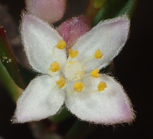 Lachnaea burchellii (Lachnaea burchellii)