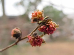 Parrotia subaequalis