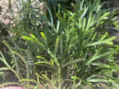 Calocedrus macrolepis