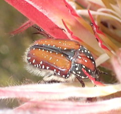Trichostetha capensis hottentotta