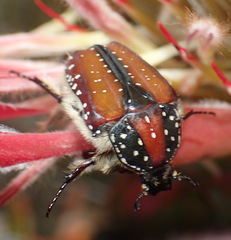 Trichostetha capensis hottentotta