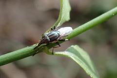 Idiella euidielloides