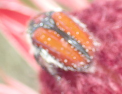 Trichostetha capensis hottentotta