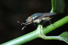 Idiella euidielloides