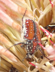 Trichostetha capensis hottentotta