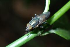 Idiella euidielloides