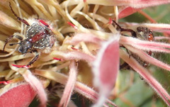 Trichostetha capensis hottentotta