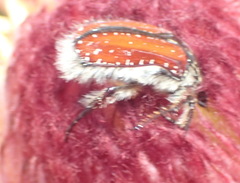 Trichostetha capensis hottentotta