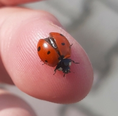 Coccinella septempunctata