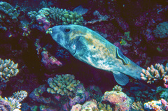 Arothron caeruleopunctatus