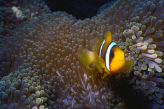 Amphiprion
