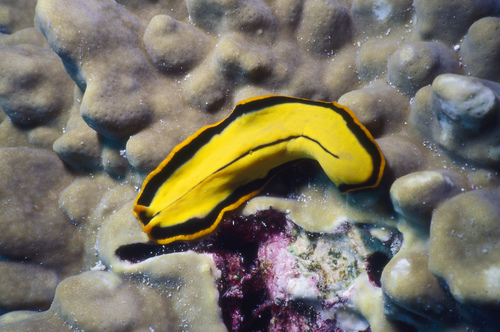 Photo of Divided flatworm (Pseudoceros dimidiatus)