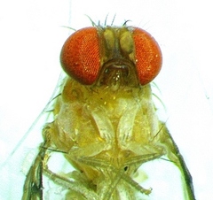 Leucophenga varia