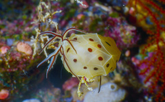 Halgerda brunneomaculata