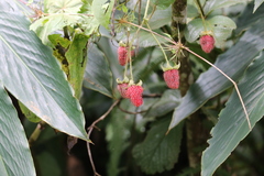 Rubus nubigenus