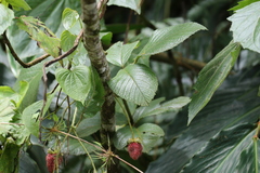 Rubus nubigenus