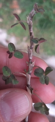Trifolium