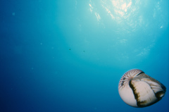 Nautilus pompilius