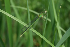 Paracercion plagiosum