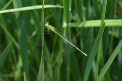 Paracercion plagiosum