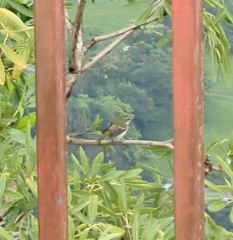Spindalis portoricensis