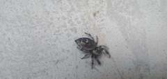 Phidippus bidentatus