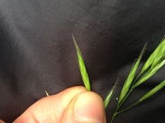 Festuca elmeri