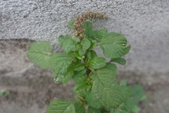 Amaranthus blitum