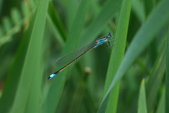 Ischnura elegans