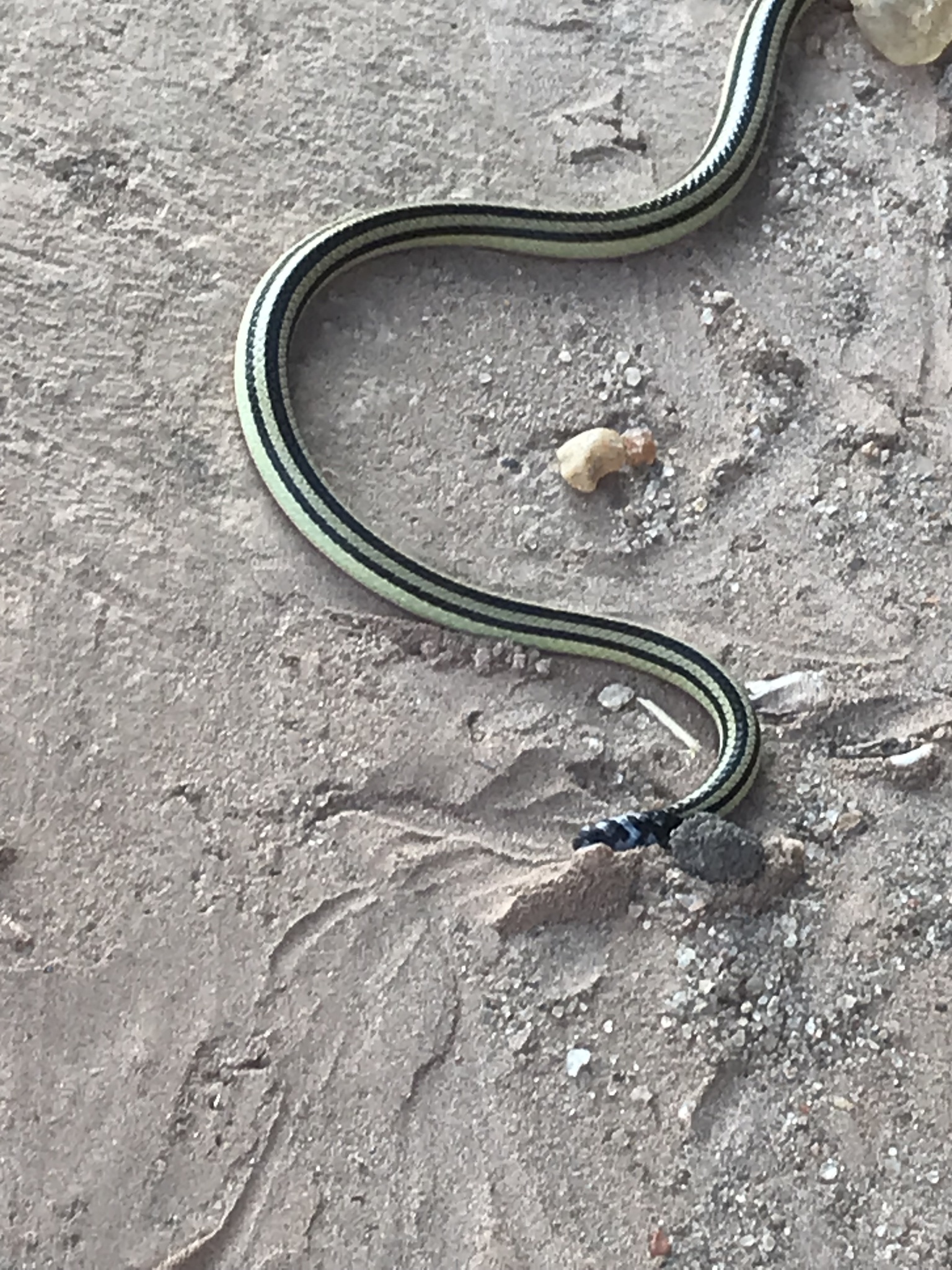 Sub-Saharan Two-headed Snakes (Genus Chilorhinophis) · iNaturalist