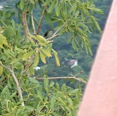 Spindalis portoricensis