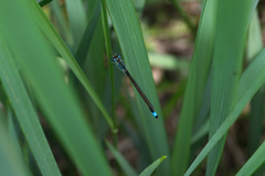 Ischnura elegans