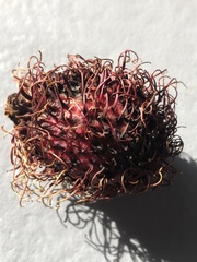 Nephelium