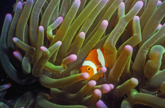 Amphiprion percula