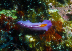 Pseudoceros liparus
