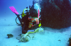 Gymnothorax thyrsoideus