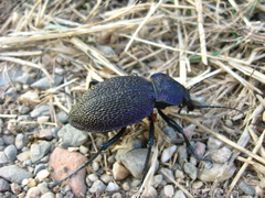Carabus scabrosus tauricus