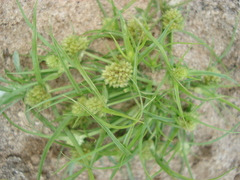 Cyperus michelianus