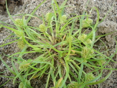 Cyperus michelianus
