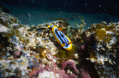 Chromodoris elisabethina