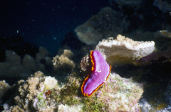 Pseudoceros ferrugineus