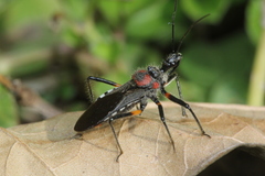 Rhynocoris venustus