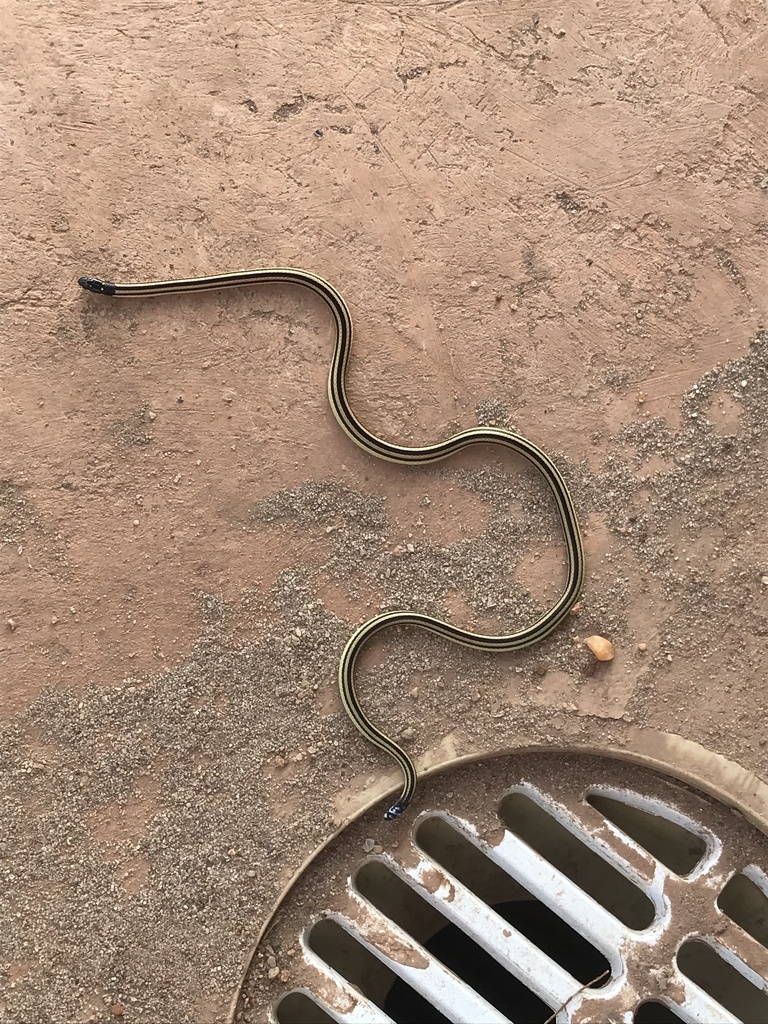 Congo Two-headed Snake
