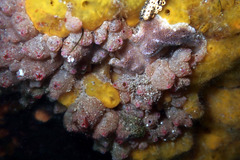 Stolonica australis