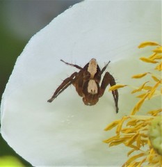 Oxyopes singularis