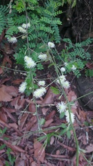 Mimosa malacophylla