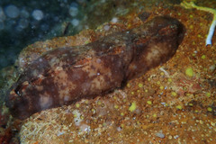 Cryptoplax striata