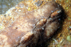 Cryptoplax striata