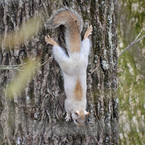 Eastern Gray Squirrel photographed in Ohio