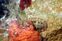 Rhyssoplax tricostalis